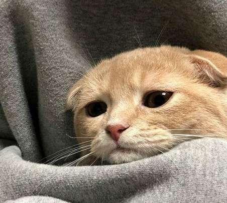 Truth is your Kitten is feeling pretty rough on this Halloween. 
Hence why there hasn't been many streams this week. 🐾

I need help paying a bill that's coming up but really can't stream atm. 
Goal amount is 💲250. 

Anyone that tips towards this goal will be rewarded with a lewd IRL pic when I am feeling better, or can choose to be rewarded with a 2 month subscription right now 💜 
Thank you for always caring for your Kitten. Ill be back to streaming &amp; making good content for you all soon enough. Wub youuuu 