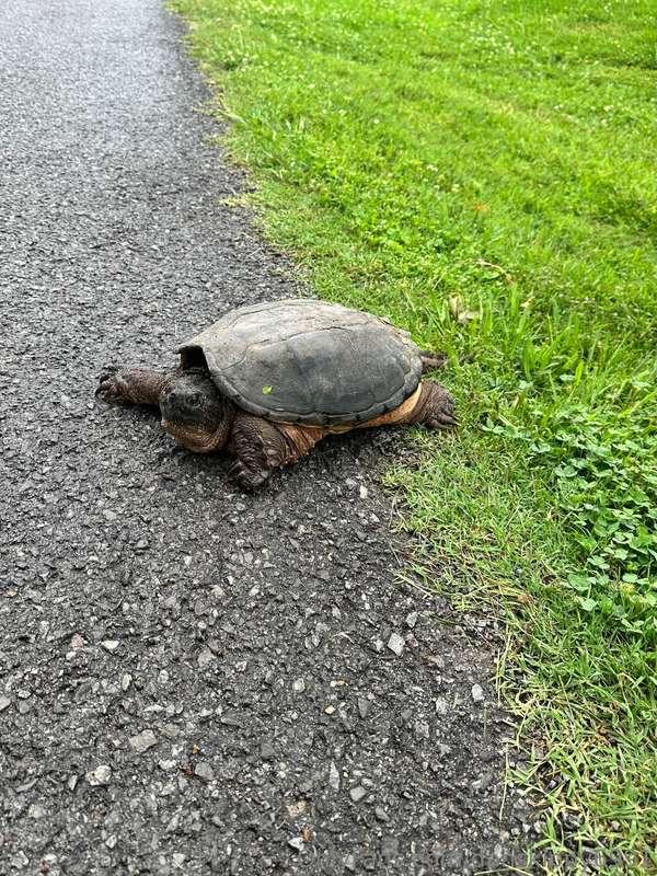 Todays turtle was a little bigger 😜