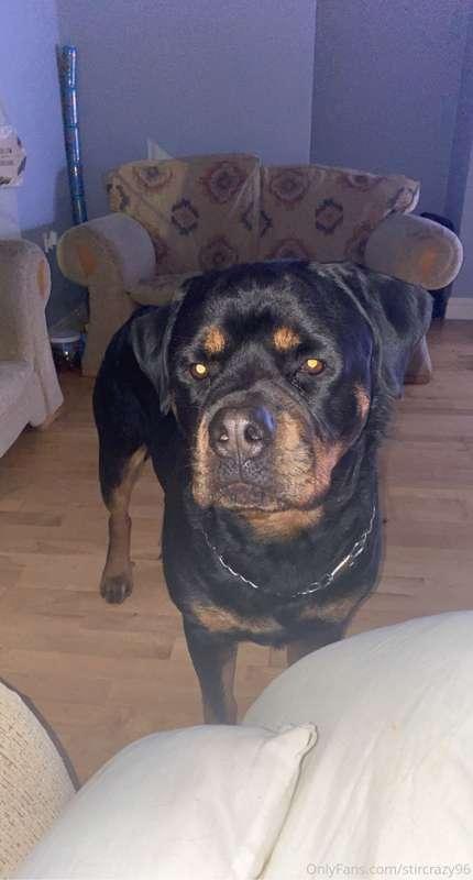 How cute is Bear 😋 who likes Rottweilers? 💙