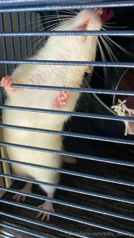 kitty_felicity image #4