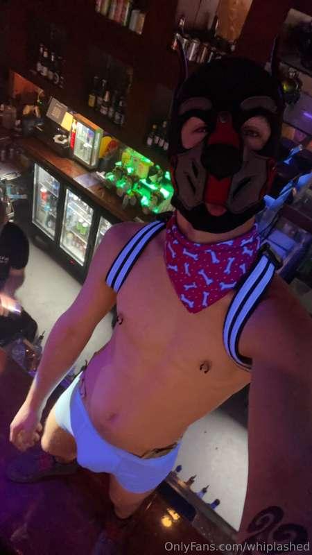 NEW BANDANNA! NEW PUP! Thank you sir for my new bandanna!