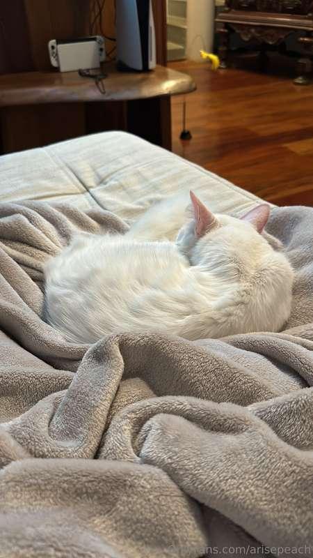 In cold nights, Yuki stays closer to me in couch, so we don'..