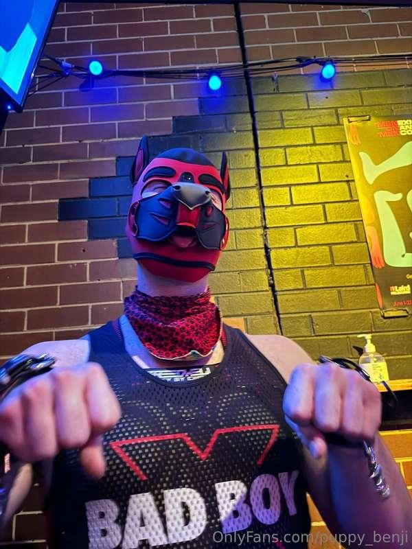 puppy_benji image #0