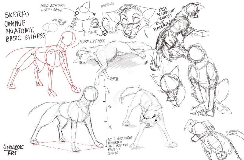 Canine anatomy basic sketch guide