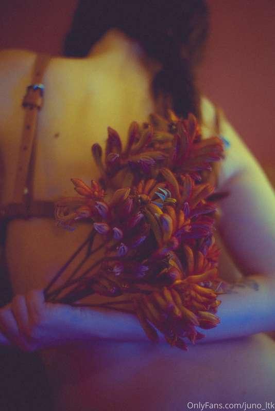 juno_ltk image #6