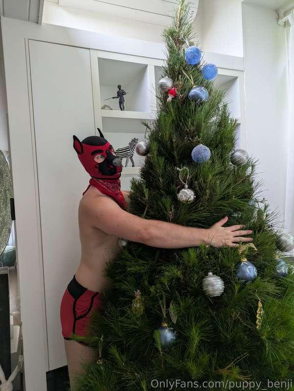 puppy_benji image #3