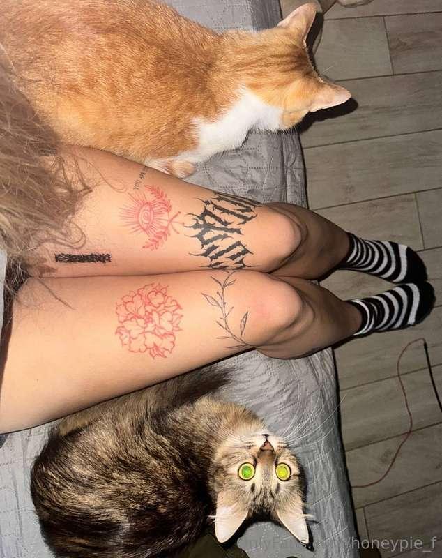 Why do cats suddenly run around the apartment at 3am? 🤔🐈