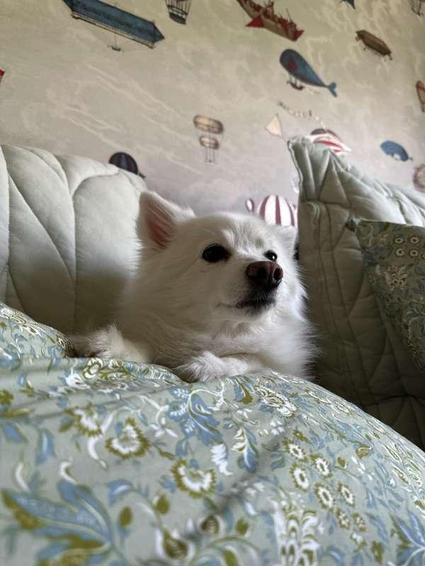 Pet Photos