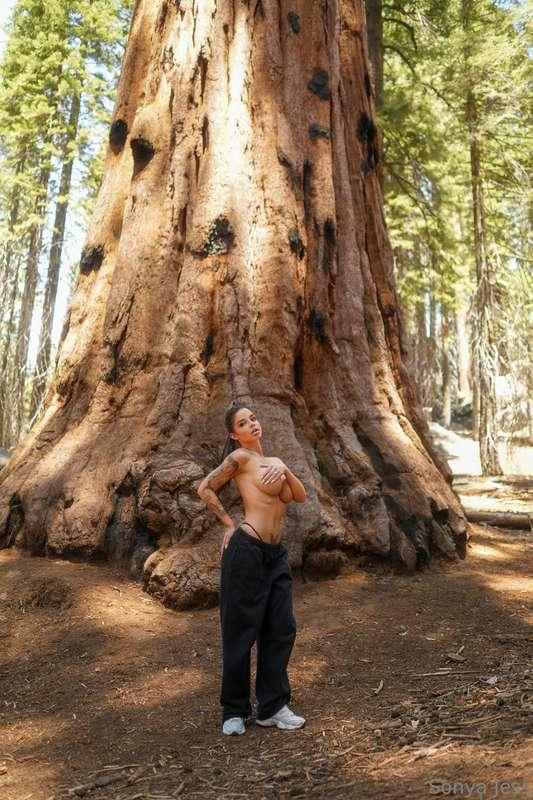 I bet none of the sequoias expected this view😜😜