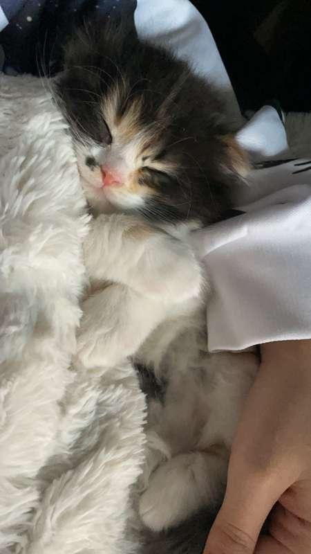 Introducing Marilyn 💕 my new kitten 💕