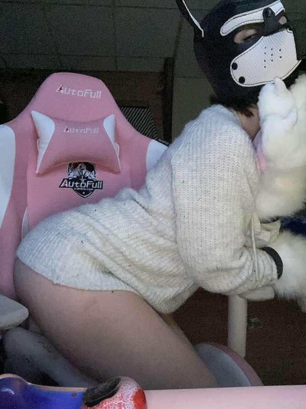 Some lazy Puppy content from last night ✨