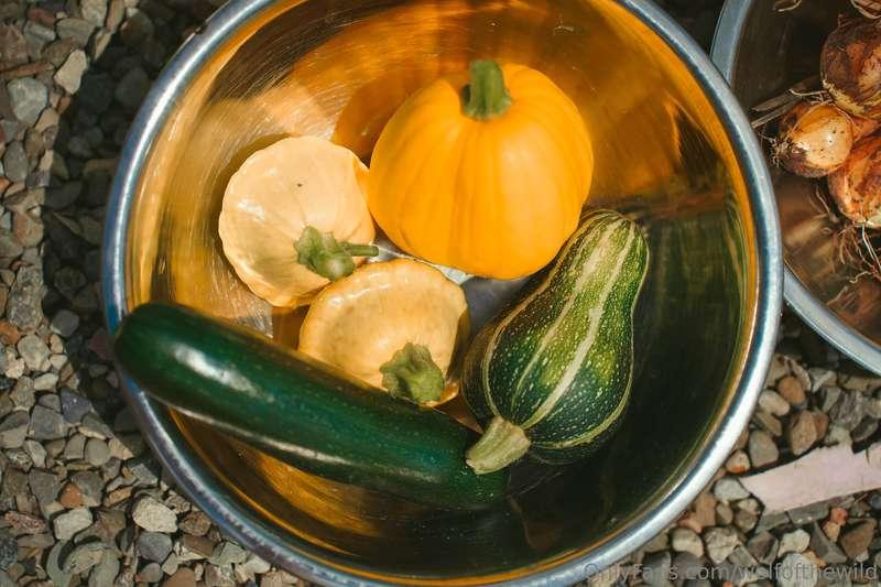 wolfofthewild image #13