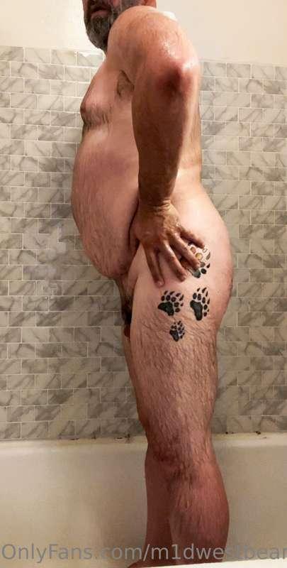 m1dwestbear image #1