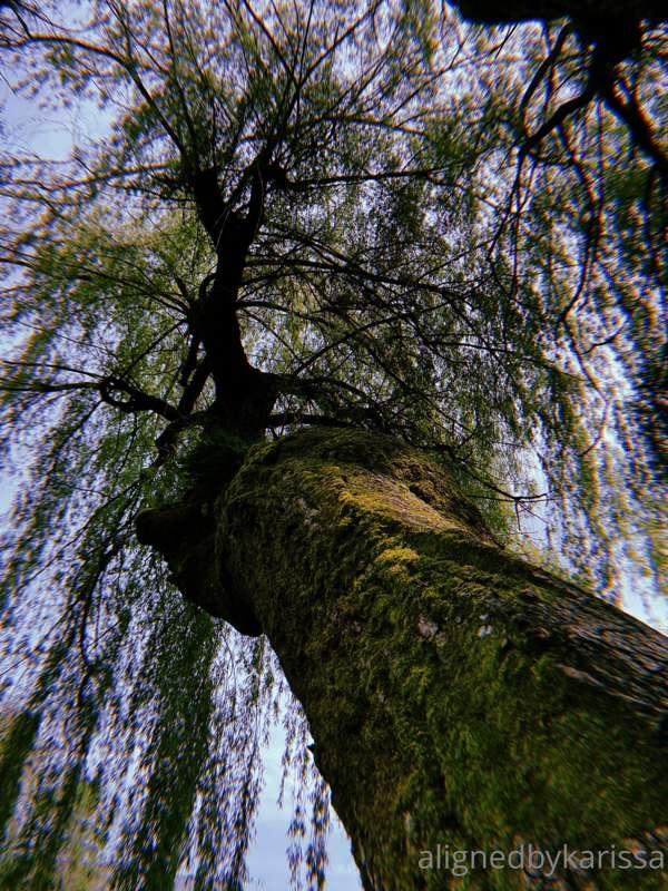 Willow trees are my favorite 🌿 
What’s your favorite part of..
