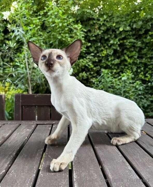 I'm in love! Once and for all 💔 This baby is for sale, and v..