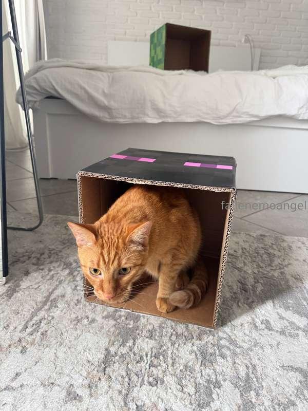 my friend told me that red cats have a crazy gene lol :3 thi..