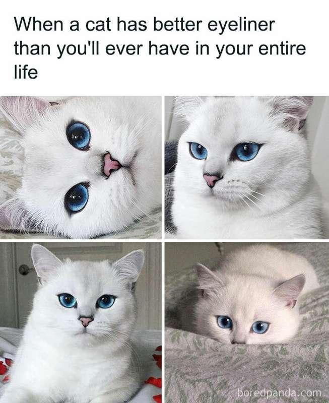 Whyyyyyy 😹