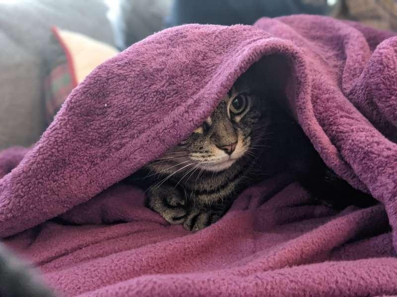 Secret Cleo