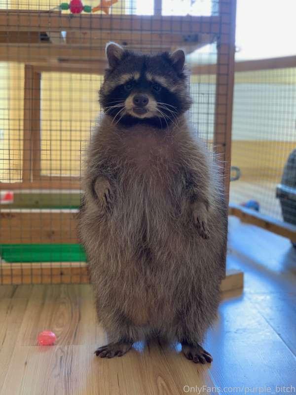 The prettiest boy ever!:) my pet raccoon Kuzya, I have him f..