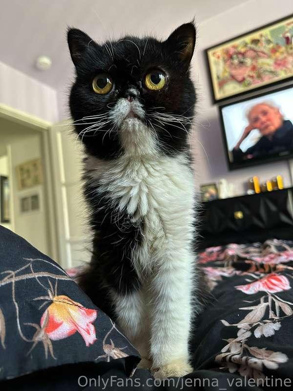 This is a long shot but my cat is currently at the ER vet an..
