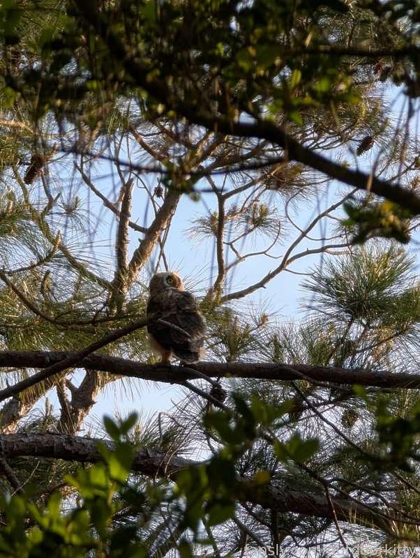 outdoorkitty image #12