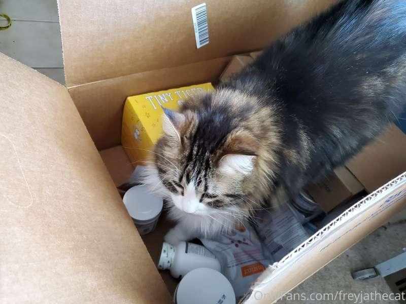 New catfood shipment! Don't bother unpacking it, I'll just e..
