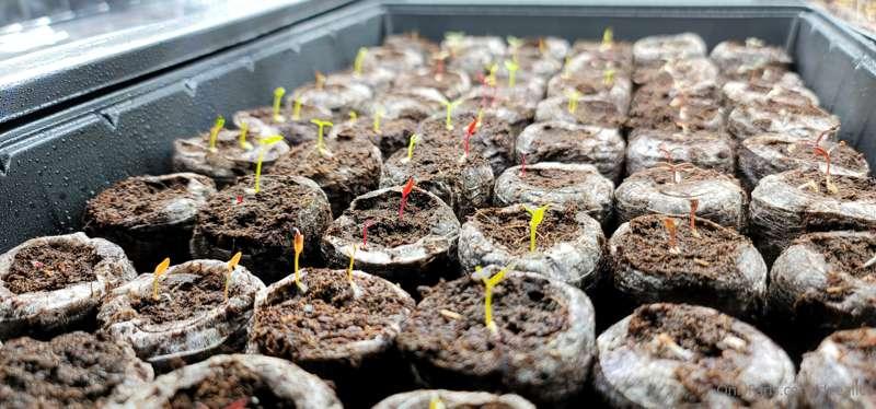 My babies are growing! 🥰🌿 Planting time can't get here fast ..
