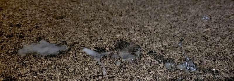 Had somebody mention they wanted to see the mess on my carpe..