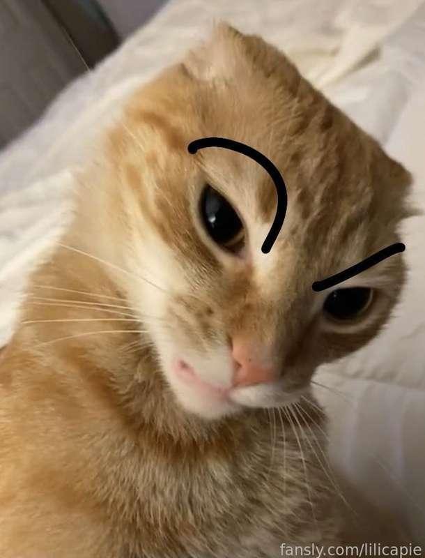 lilicapie image #1