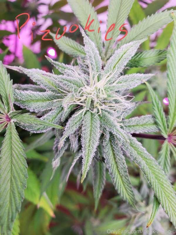 peek-a-boo-u image #0