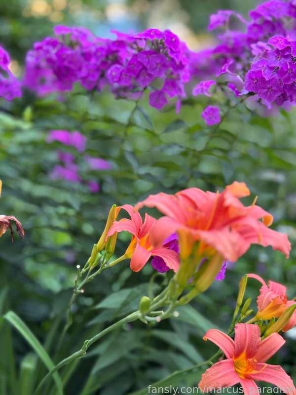 marcus_paradise image #5