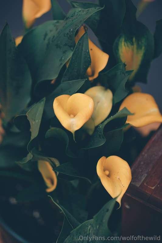 wolfofthewild image #5