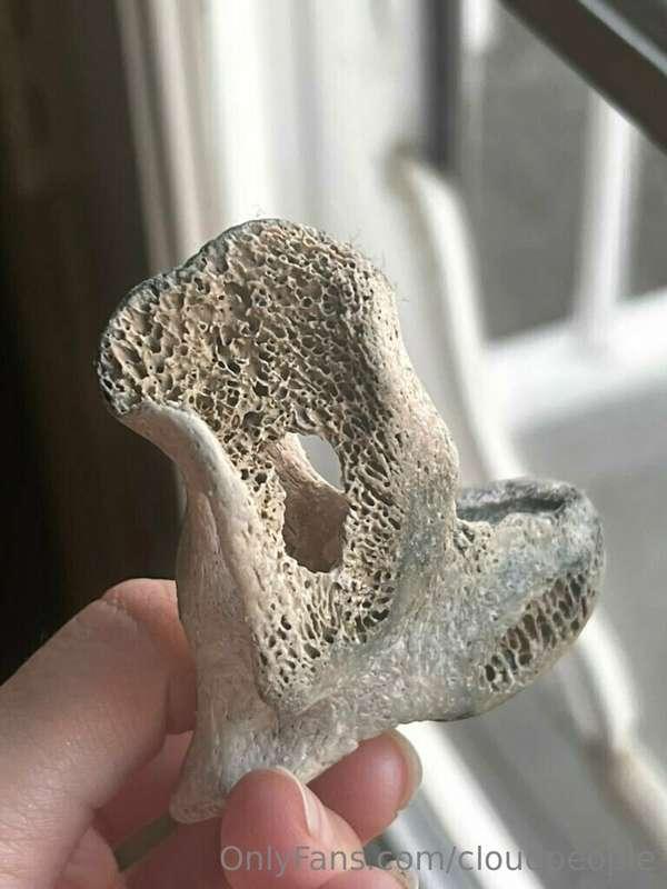 beach finds.. 🦴