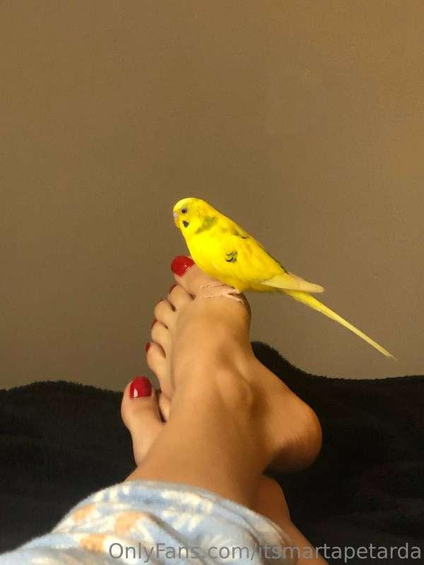 🐥🦶🏻