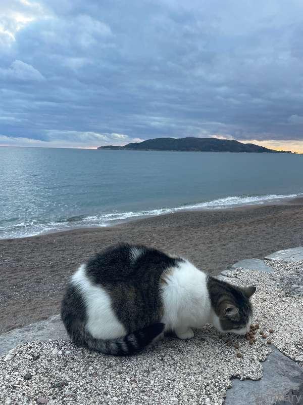 This is my favorite kitty and every time I come back from a ..