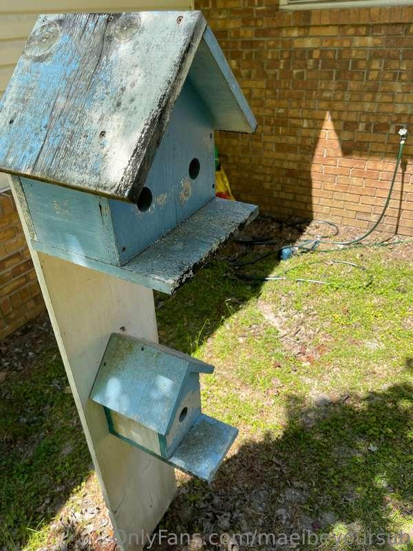 Never seen a duplex bird house before lol 
Do we like the be..