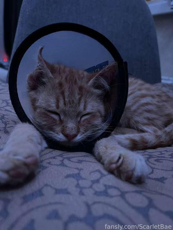 My new kitten 🐱 