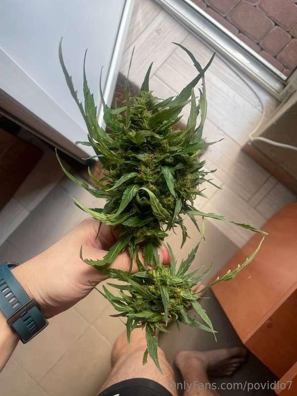 who wants to try my weed?🪴