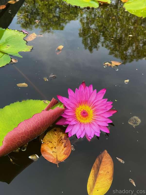 photo vs photograph 🤭 🪷walking around the garden, I found a ..