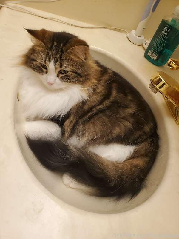 My favorite bed, perfectly kitty sized.