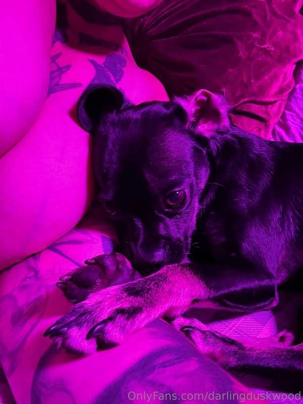 new member of my fam! a puppy!! 🥰💜