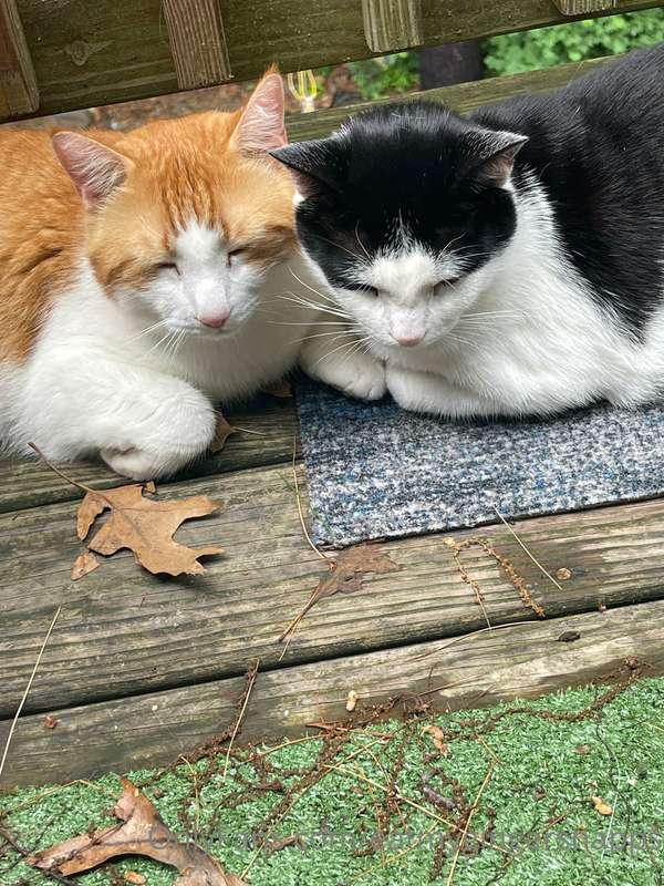 Only Cats