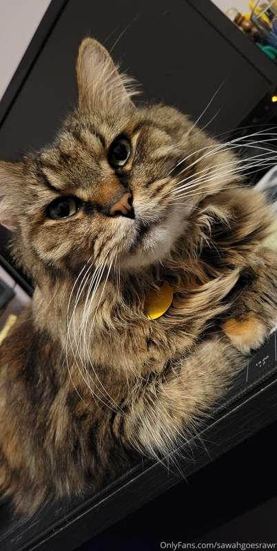 How about this pussy?