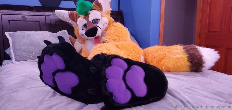 thepineapplefox image #2