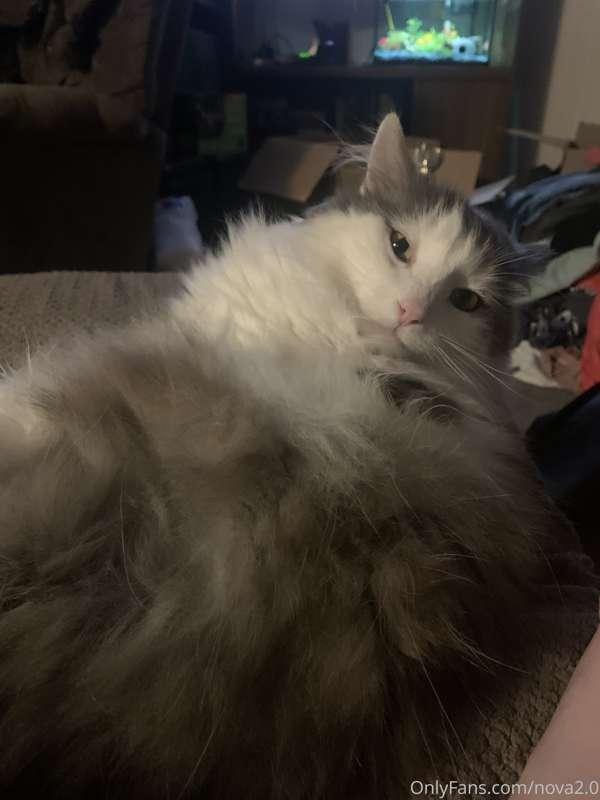 Here’s a cute picture of my pussy🐱