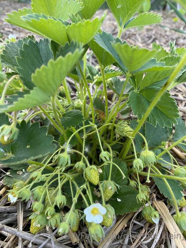 cayenne_klein_ image #4