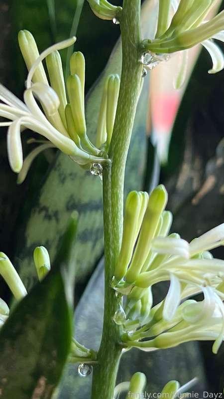 sunnie_dayz image #2