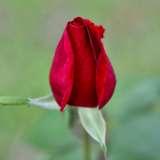 ielevenyou