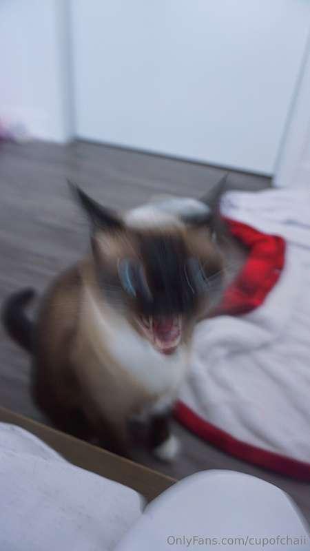 IT'S TIME TO SHOW YOU HOW WILD MY PUSSY CAN GET LMAO
