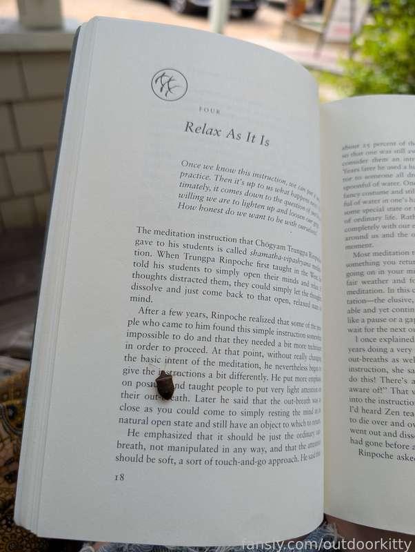 outdoorkitty image #7